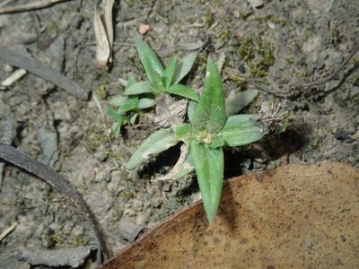 Richardia stellaris, photographed by Thomas Mesaglio