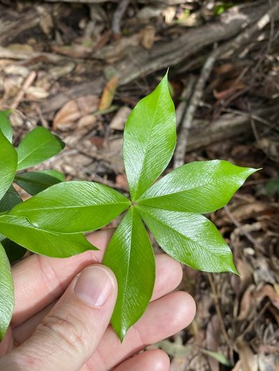 Alyxia magnifolia, photographed by Greg Tasney