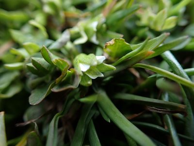 Limnanthes macounii, photographed by Ellyne Geurts