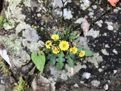 Ixeridium laevigatum, photographed by 黃美滿