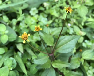 Acmella uliginosa, photographed by 黃美滿