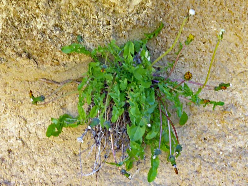 Taraxacum lambinonii, photographed by Peter de Lange