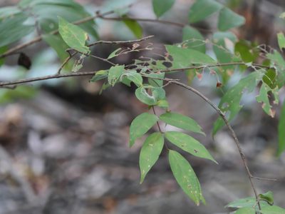 Getonia floribunda, photographed by Dinesh Valke