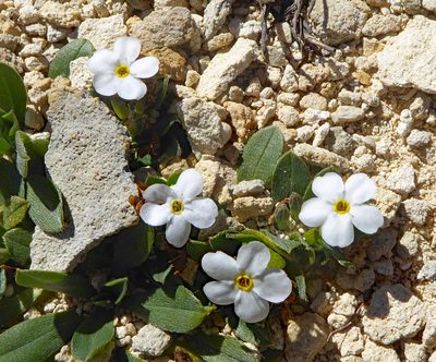 Myosotis colensoi, photographed by Peter de Lange