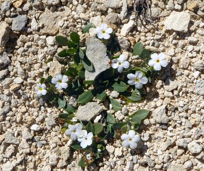 Myosotis colensoi, photographed by Peter de Lange