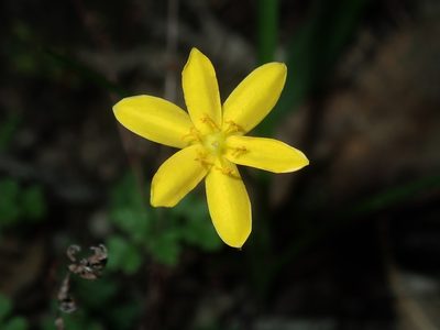 Hypoxis hygrometrica, photographed by Thomas Mesaglio