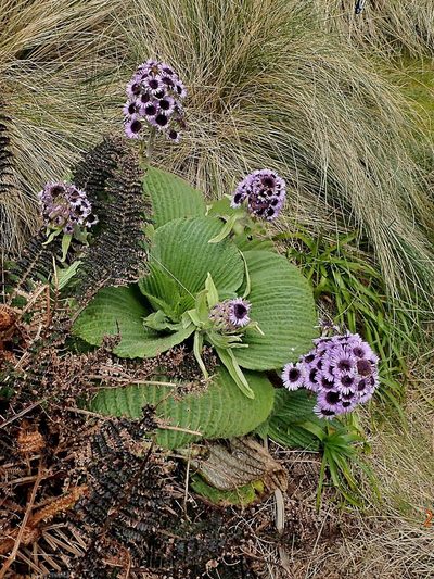 Pleurophyllum speciosum, photographed by Duncan Cunningham
