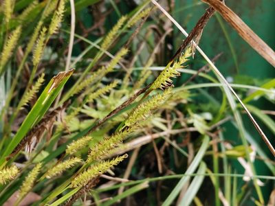 Carex morrowii, photographed by harum.koh