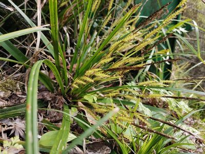 Carex morrowii, photographed by harum.koh