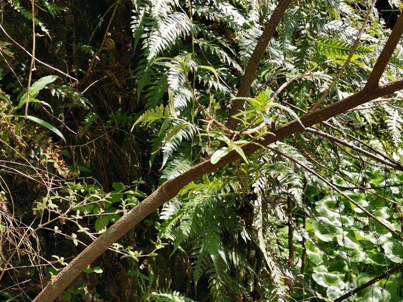 Woodwardia unigemmata, photographed by harum.koh
