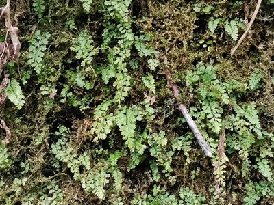 Asplenium laciniatum, photographed by harum.koh