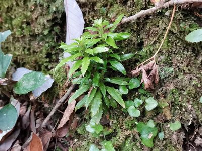 Huperzia serrata, photographed by harum.koh