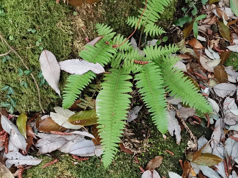 Polystichum tripteron, photographed by harum.koh