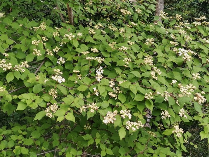 Viburnum erosum, photographed by harum.koh