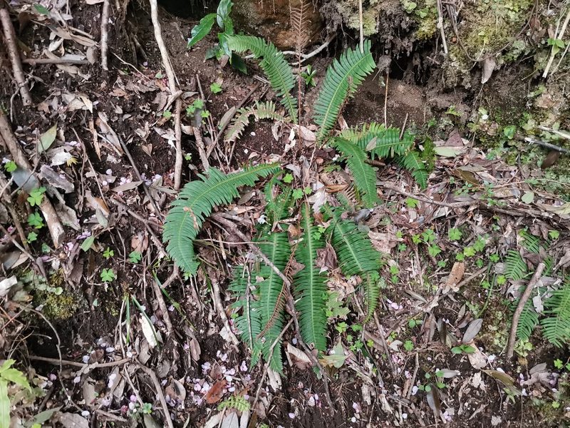 Spicantopsis niponica, photographed by harum.koh