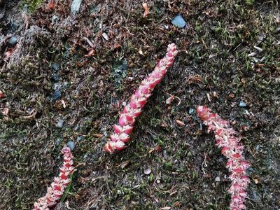 Carpinus laxiflora, photographed by harum.koh