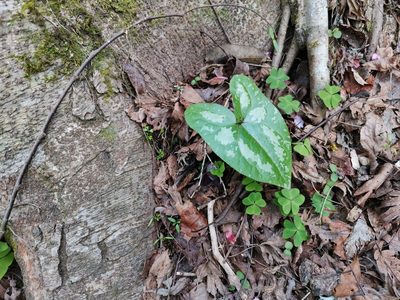 Asarum blumei, photographed by harum.koh