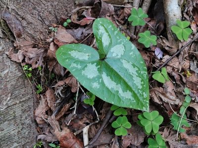 Asarum blumei, photographed by harum.koh