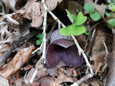 Asarum blumei, photographed by harum.koh