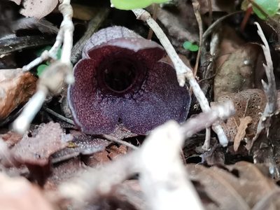 Asarum blumei, photographed by harum.koh