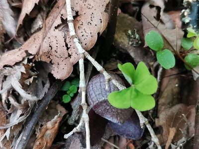 Asarum blumei, photographed by harum.koh