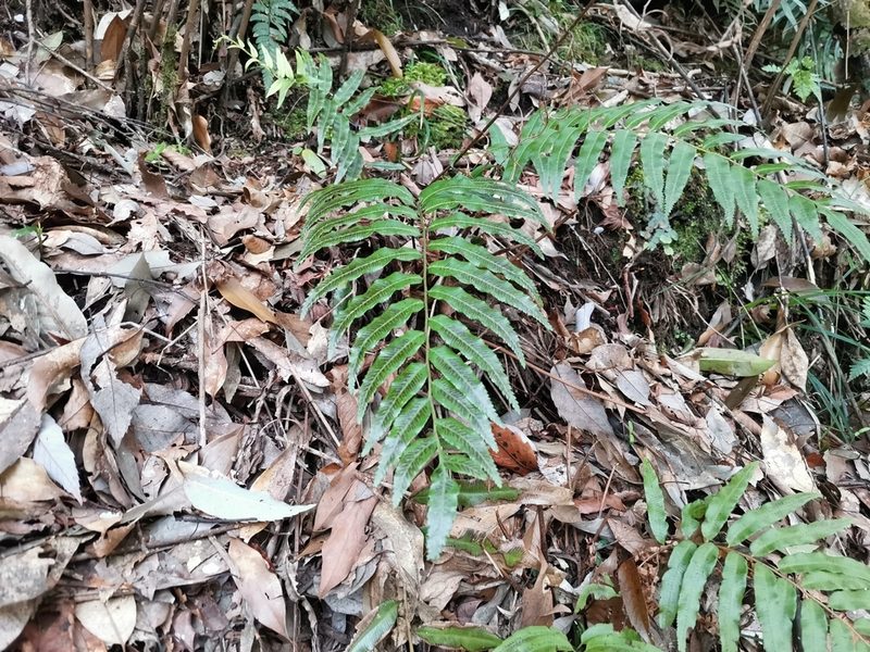 Plagiogyria japonica, photographed by harum.koh
