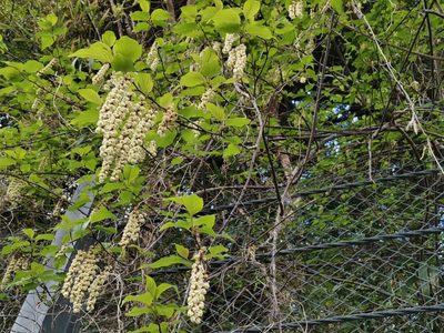 Stachyurus praecox, photographed by harum.koh