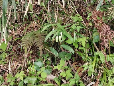 Disporum sessile, photographed by harum.koh