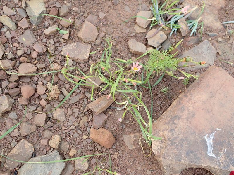 Moraea aspera, photographed by Peter Warren