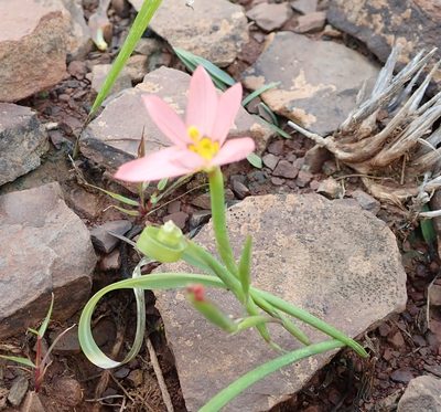 Moraea aspera, photographed by Peter Warren