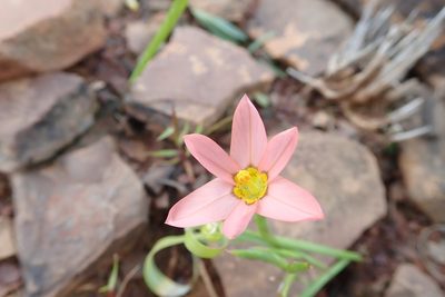 Moraea aspera, photographed by Peter Warren