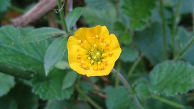Geum sylvaticum, photographed by Elizabete Marchante