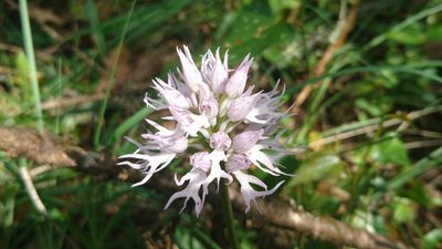 Orchis italica, photographed by Elizabete Marchante