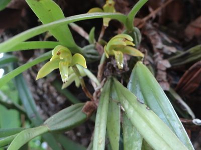 Maxillaria scorpioidea, photographed by Vincent A. Vos