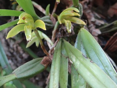Maxillaria scorpioidea, photographed by Vincent A. Vos