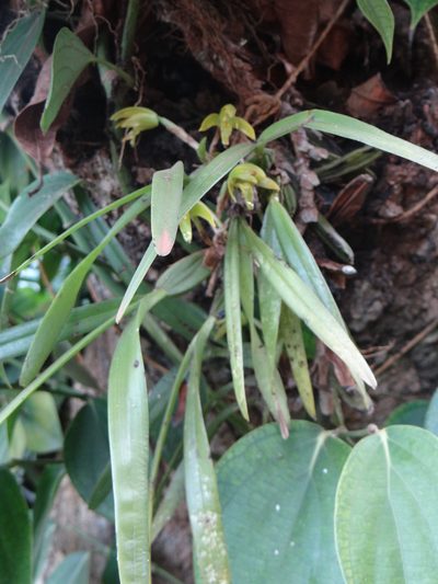 Maxillaria scorpioidea, photographed by Vincent A. Vos