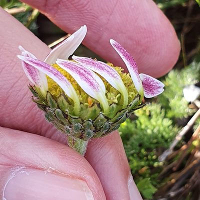 Anacyclus pyrethrum, photographed by Mehdi Chetibi