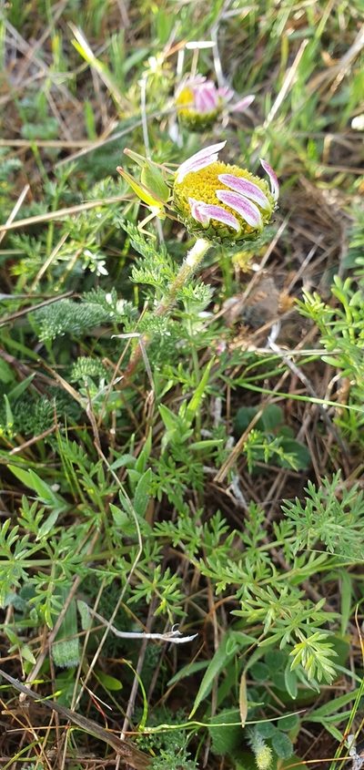 Anacyclus pyrethrum, photographed by Mehdi Chetibi