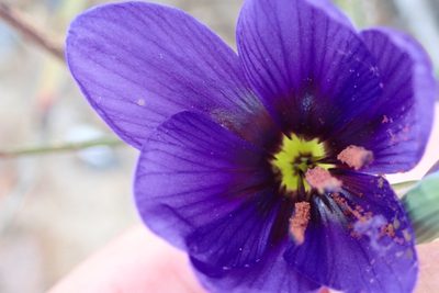 Geissorhiza splendidissima, photographed by Peter Warren