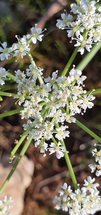 Bunium pachypodum, photographed by Mehdi Chetibi