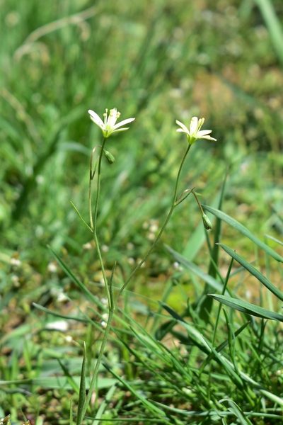 Gagea kunawurensis, photographed by Kudaibergen Amirekul