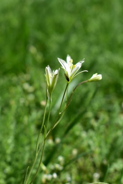 Gagea kunawurensis, photographed by Kudaibergen Amirekul