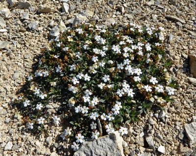 Myosotis colensoi, photographed by Peter de Lange