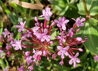 Valeriana graciliflora, photographed by Mehdi Chetibi