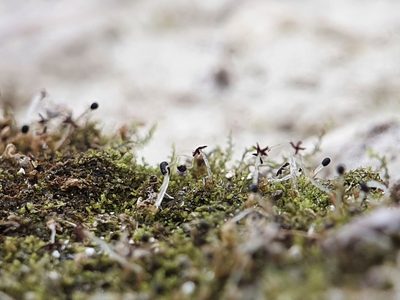 Mesoptychia turbinata, photographed by Jonathan Hughes