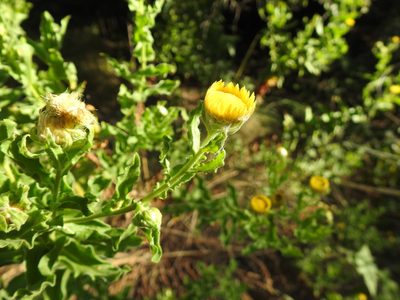 Helichrysum setosum, photographed by Matthew Fainman