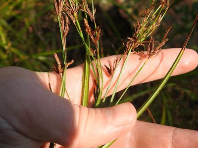 Cyperus leptocladus, photographed by Matthew Fainman