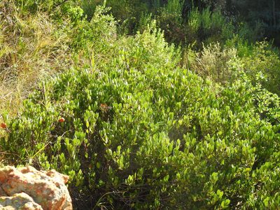 Ancylobothrys capensis, photographed by Matthew Fainman
