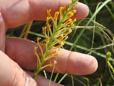 Hebenstretia comosa, photographed by Matthew Fainman