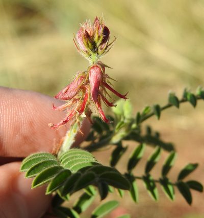 Indigofera comosa, photographed by Matthew Fainman